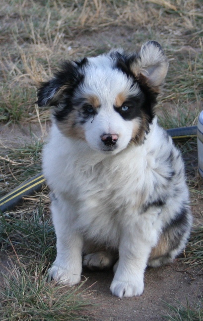4 paws mini best sale aussies