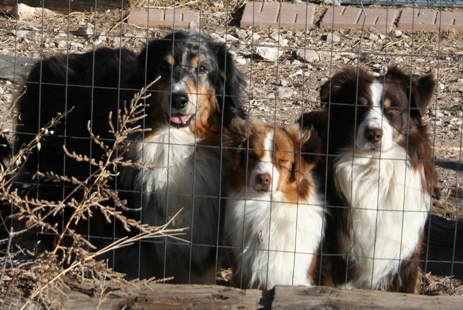 mini australian shepherd size comparison