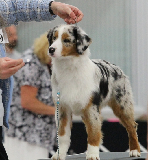 timeless mini aussies