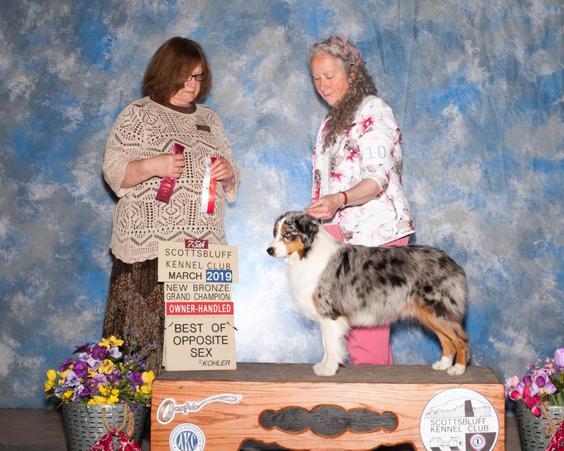 4 paws mini best sale aussies