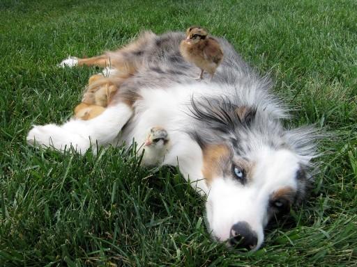 4 Paws Miniature Aussies